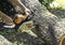 Chainsaw sawing trunk.