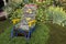 Chair covered in multi-colored echeveria hens and chick flowers in a garden