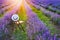 A chair with a hanged over hat between the blooming lavender rows under the summer sunset rays. Dream and relax concept.