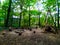 Chairs made of wood in the forest, a place for a fire. On the right is a swimming structure.