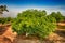 Chaiyaphum Thailand january 21 2023 Cultivation on organic farms of tasty hass avocado trees