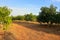 Chaiyaphum Thailand january 21 2023 Cultivation on organic farms of tasty hass avocado trees