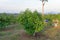 Chaiyaphum Thailand january 21 2023 Cultivation on organic farms of tasty hass avocado trees