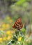 Chalcedon Checkerspot butterfly on leaf.