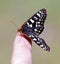 Chalcedon Checkerspot perched on humans fingertip