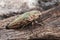 Chalcophora mariana flatheaded pine borer metallic-looking beetle whose larva devours dead and sick pines
