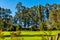 Chalets amongst the Karri trees at Pemberton WA