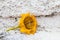 Chalice of yellow flower on white wall