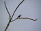 A Chalk-browed mockingbird bird