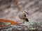 Chalk-browed mockingbird in Cordoba