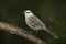 Chalk-browed mockingbird, Mimus saturninus