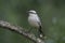 Chalk-browed mockingbird, Mimus saturninus