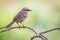 Chalk-browed Mockingbird - Mimus saturninus