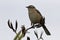 Chalk-browed Mockingbird sitting on a branch