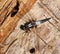 Chalk-fronted Corporal