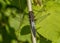 Chalk-fronted Corporal Dragonfly