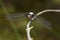 Chalk-fronted corporal dragonfly on branch in Sunapee, New Hampshire.