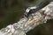 Chalk-fronted corporal dragonfly on branch in Sunapee, New Hampshire.