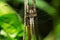 Chalk-fronted Corporal Dragonfly - Ladona julia