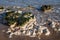 Chalk rocks exposed at low tide in Botany Bay near Broadstairs in Kent