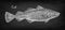 Chalk sketch of cod fish