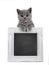 Chalkboard filled frame held up by kitten on white background