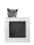 Chalkboard filled frame held up by kitten on white background