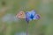 Chalkhill Blue butterflies, Lysandra coridon, on a flower