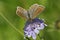 Chalkhill Blue Butterfly