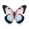Chalkhill Blue Butterfly With Blue And Pink Wings On White Background