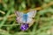 Chalkhill Blue Butterfly - Lysandra coridon male on a purple flower
