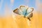 Chalkhill Blue butterfly, Polymmatus coridion,  on grass.