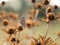 Chalkhill blue butterfly Polyommatus coridon on field eryngo plant Eryngium campestre