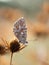 Chalkhill blue butterfly Polyommatus coridon on field eryngo plant Eryngium campestre