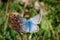 Chalkhill Blue Butterfly, Polyommatus coridon male, with wings spread wide on a brown faded flower