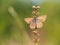 Chalkhill blue Lysandra coridon butterfly female