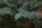 Chamae Cyparis Lawoniana, CHAMAECYPARIS LAWONIANA or CUPRESSA CEAE or Cupressaceae