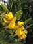 Chamaecrista Fasciculate (Partridge Pea) Plant Blossoming in Bright Sunlight.
