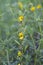 Chamaecrista nictitans, Sensitive Partridge Pea, Wild Sensitive Plant, Sensitive Pea