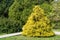 Chamaecyparis pisifera `Filifera Aurea` Sawara cypress or Sawara Japanese. Yellow leaves of false cypress in spring Arboretum Pa