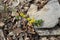 Chamaecytisus hirsutus - wild flower