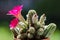 Chamaelobivia paolinae in bloom