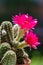 Chamaelobivia paolinae in bloom