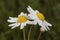 Chamaemelum fuscastum dusky dog fennel daisy with white petals and yellow center on unfocused greenish black background