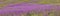 Chamaenerion angustifolium flowers field background