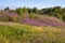 Chamaenerion angustifolium, great willowherb, was seen in Norway