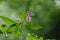 Chamaenerion angustifolium Ivan tea,Blooming Sally plant with dew drops