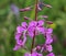 Chamaenerion angustifolium, known as fireweed, great willowherb and rosebay willowherb