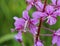 Chamaenerion angustifolium, known as fireweed, great willowherb and rosebay willowherb