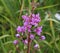 Chamaenerion angustifolium, known as fireweed, great willowherb and rosebay willowherb